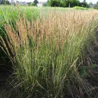 CALAMAGROSTIS acutiflora Overdam