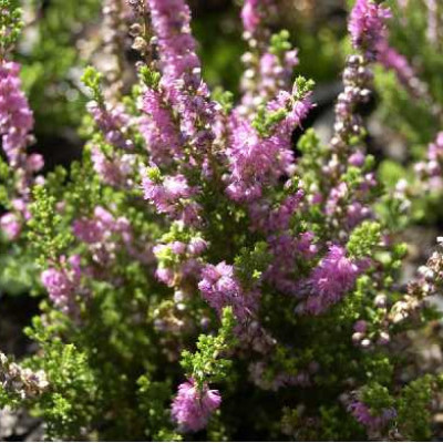 CALLUNA vulgaris Dark star