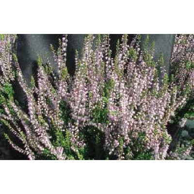 CALLUNA vulgaris Spring torch