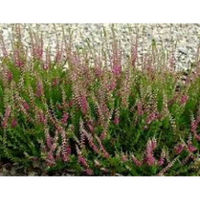 CALLUNA vulgaris Allegro