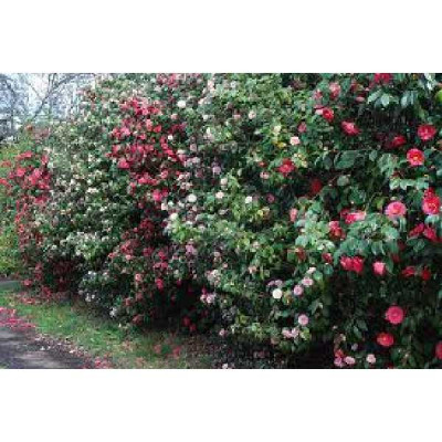 CAMELIA japonica