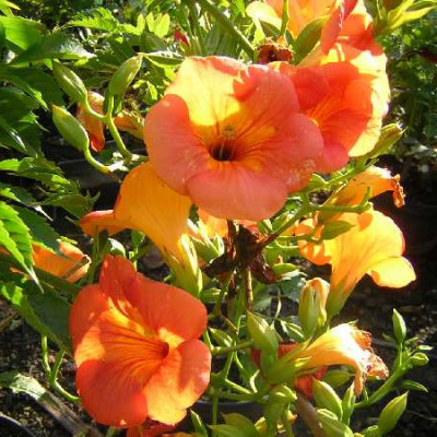 CAMPSIS grandiflora