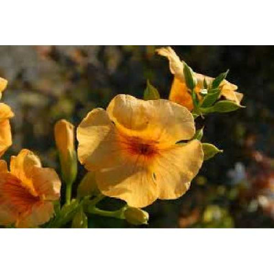 CAMPSIS tagliabuana Summer jazz sunrise gold