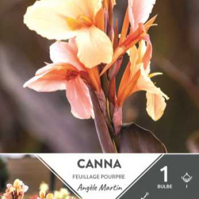 CANNA HAUT ANGELE MARTIN  I X1  C TURC