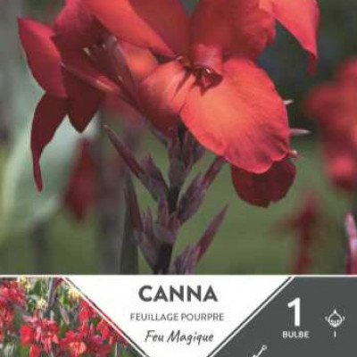 CANNA HAUT FEU MAGIQUE  I X1  C TURC