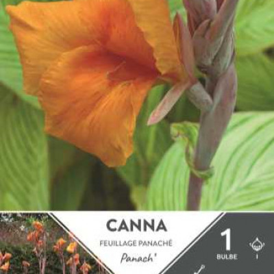 CANNA HAUT PANACH  I X1  C TURC