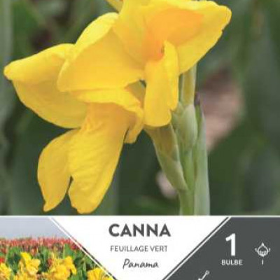 CANNA HAUT PANAMA  I X1  C TURC