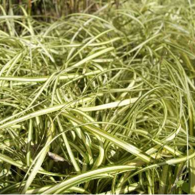 CAREX  Ever gold