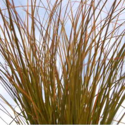 CAREX testacea Prairie fire orange cuivre