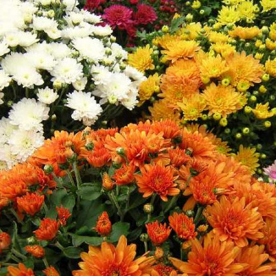 CHRYSANTHEME pomponette multifleur