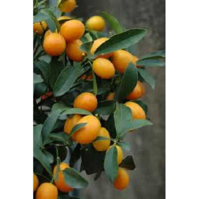 CITRUS kumquat