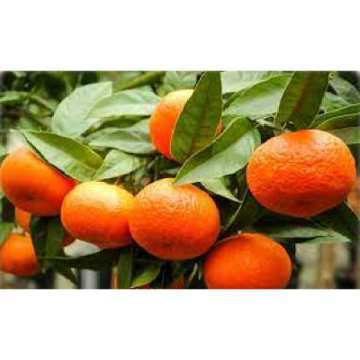 CITRUS unshiu Satsuma