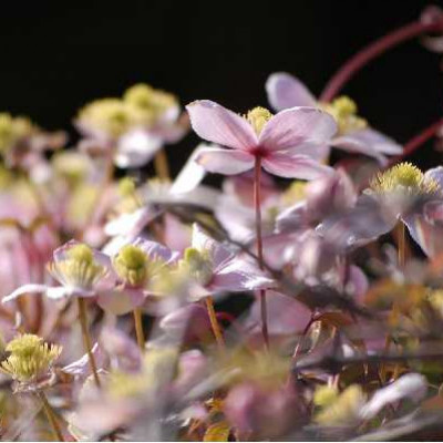 CLEMATIS montana Tetrarose