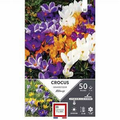 CROCUS GRANDE FLEUR MELANGE 7/8 X50  I TURC