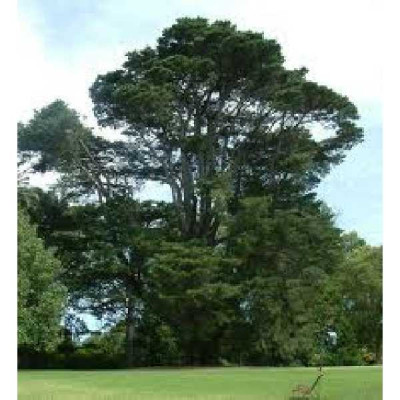 CUPRESSUS macrocarpa