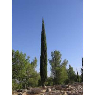 CUPRESSUS sempervirens Pyramidalis