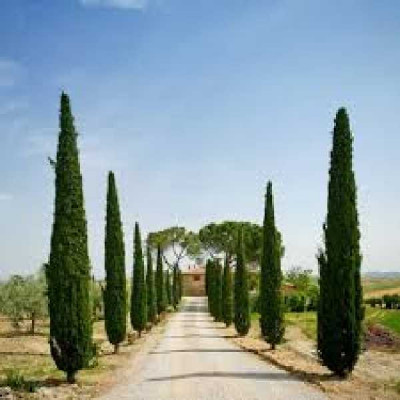 CUPRESSUS sempervirens Stricta