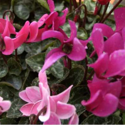 CYCLAMEN MINI