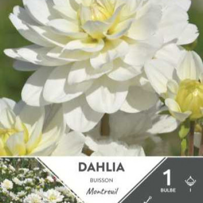 DAHLIA  BUISSON MONTREUIL I X1  C TURC