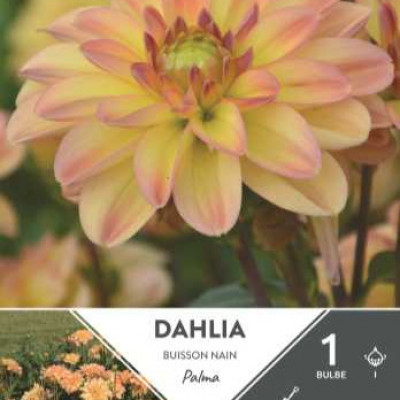 DAHLIA  BUISSON NAIN PALMA