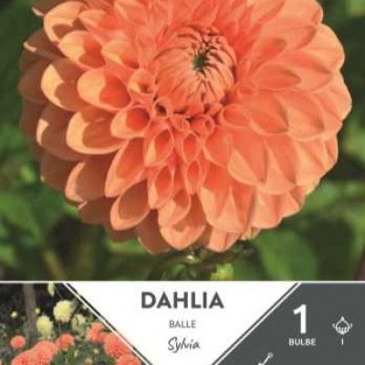 DAHLIA  BALLE SYLVIA 1 X1  C TURC