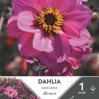 DAHLIA  FLEUR DE PIVOINE NIRVANA LR  C TURC