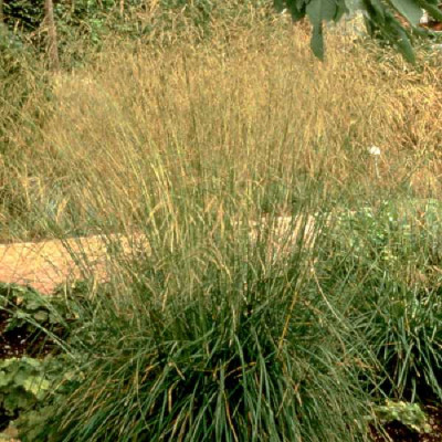 DESCHAMPSIA cespitosa