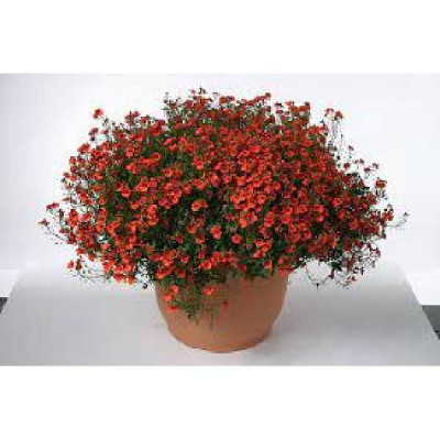 DIASCIA  rouge