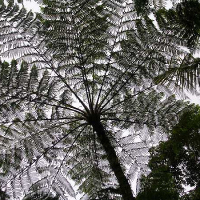 DICKSONIA antartica