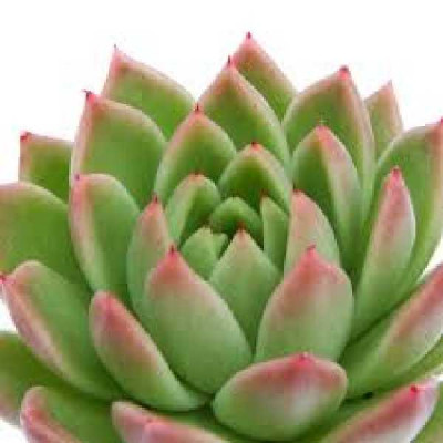 ECHEVERIA  Red tips