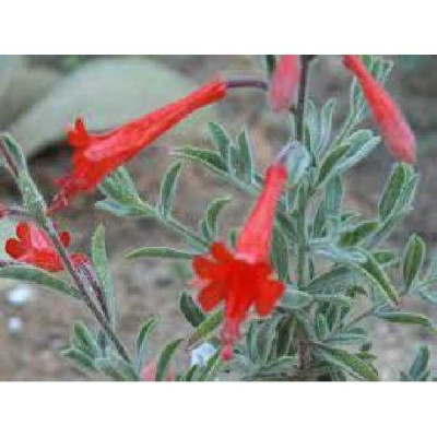 EPILOBIUM canum