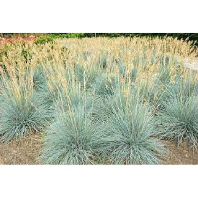 FESTUCA glauca Elijah bleue