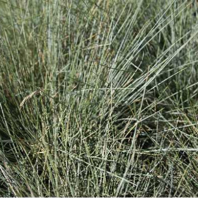 FESTUCA glauca Bleu