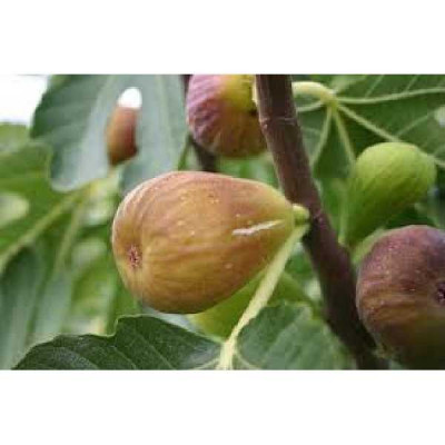 FICUS carica Goutte d'or