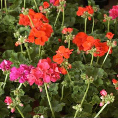 GERANIUM zonale