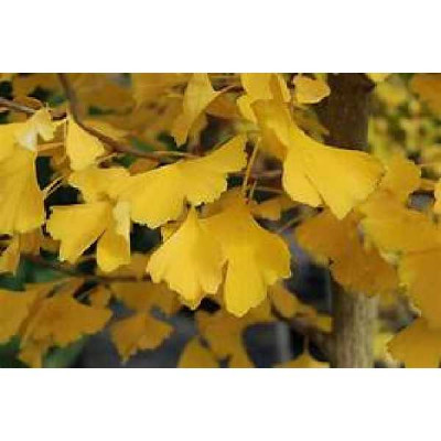 GINKGO biloba Autumn gold