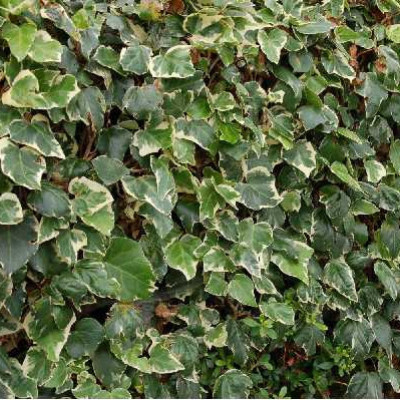 HEDERA algeriensis Gloire de marengo