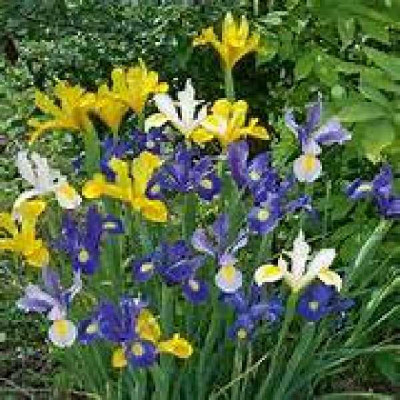 IRIS HOLLANDICA MELANGE FDF 8/9 X25  D TURC