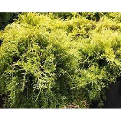 JUNIPERUS chinensis Gold coast