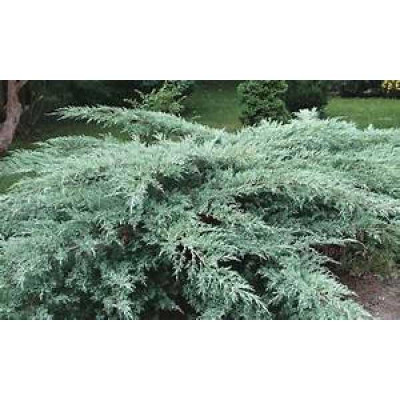 JUNIPERUS horizontalis Blue chip