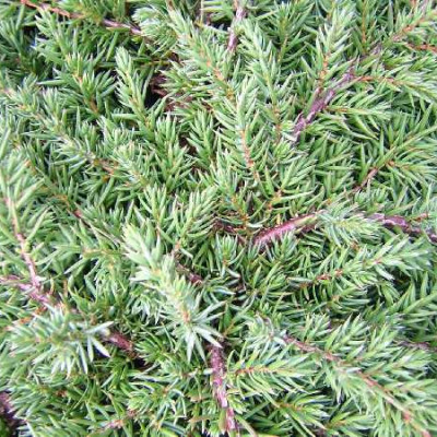 JUNIPERUS squamata Blue carpet