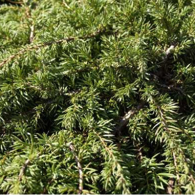 JUNIPERUS squamata Green carpet