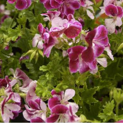 PELARGONIUM  Angel eyes