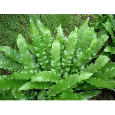 PHYLLITIS / ASPLENIUM scolopendrium