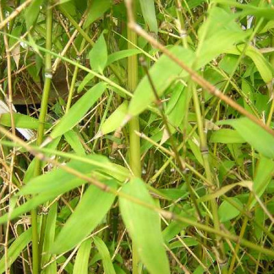 PHYLLOSTACHYS aurea