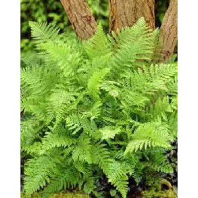 POLYSTICHUM setiferum Proliferum