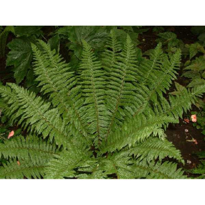 POLYSTICHUM braunii