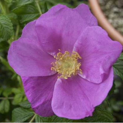 ROSA rugosa