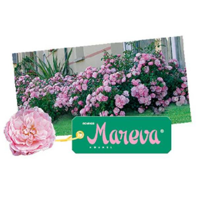 ROSA decorosier Mareva ®