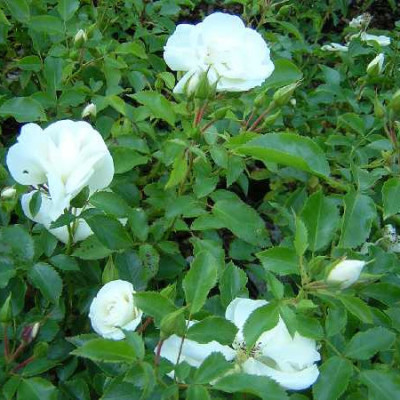 ROSA decorosier Opalia ®